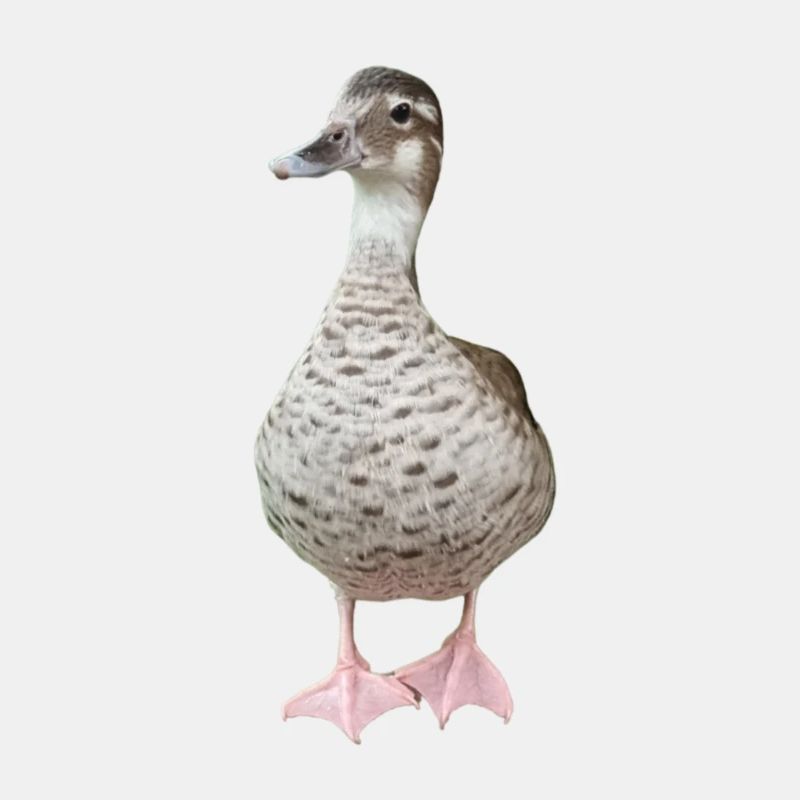 Ente