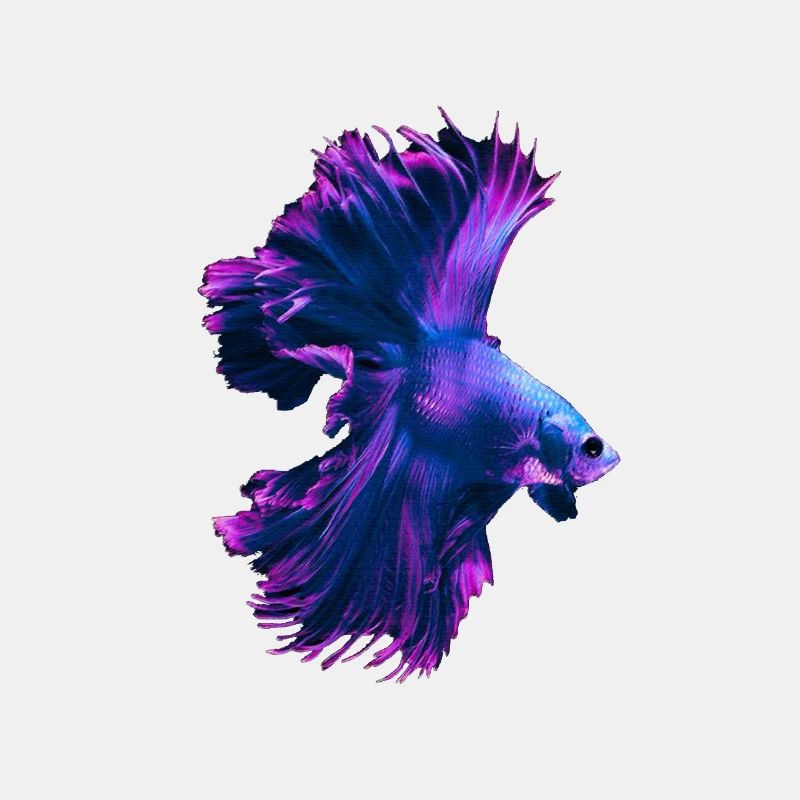Betta Splendens Betta's Siamese Fighting Fish