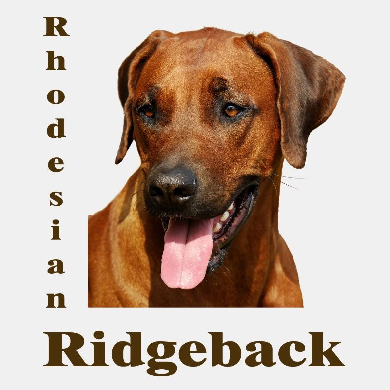 Rhodesian Ridgeback