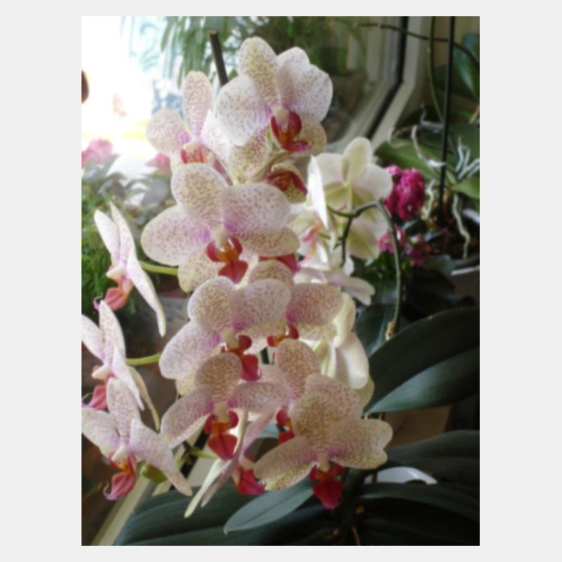 Orchiedeen