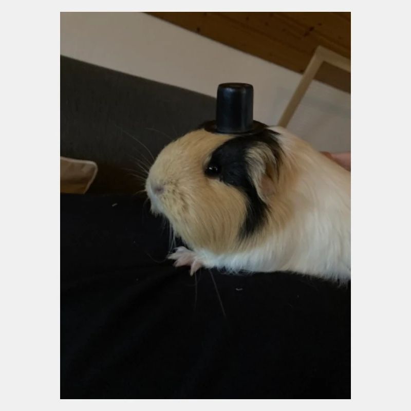 Nelli