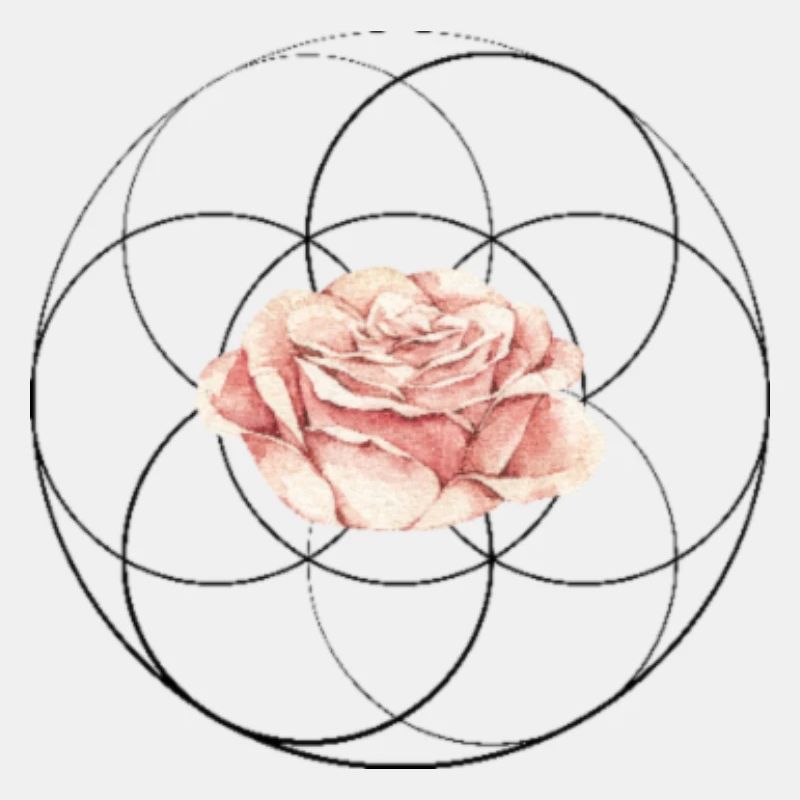 Lovely rose