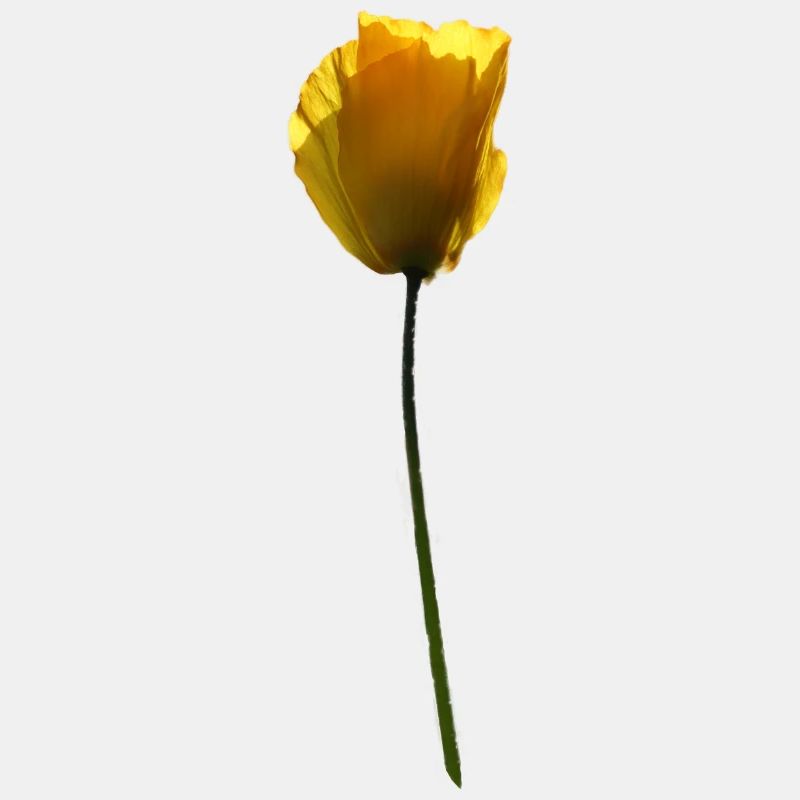 gelbe Mohnblume Mohn