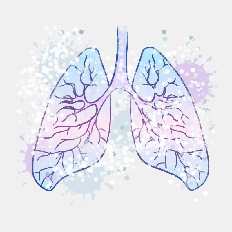 Lung bronchi