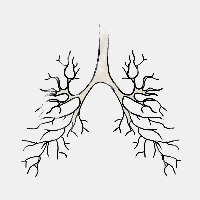 Bronchien Anatomie