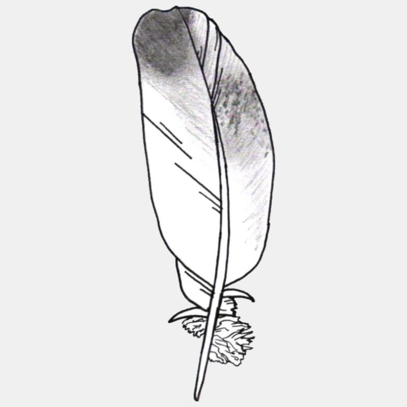 Petite plume grise dessinée à la main (pigeon)