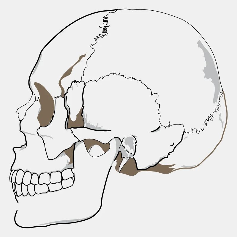 Skull
