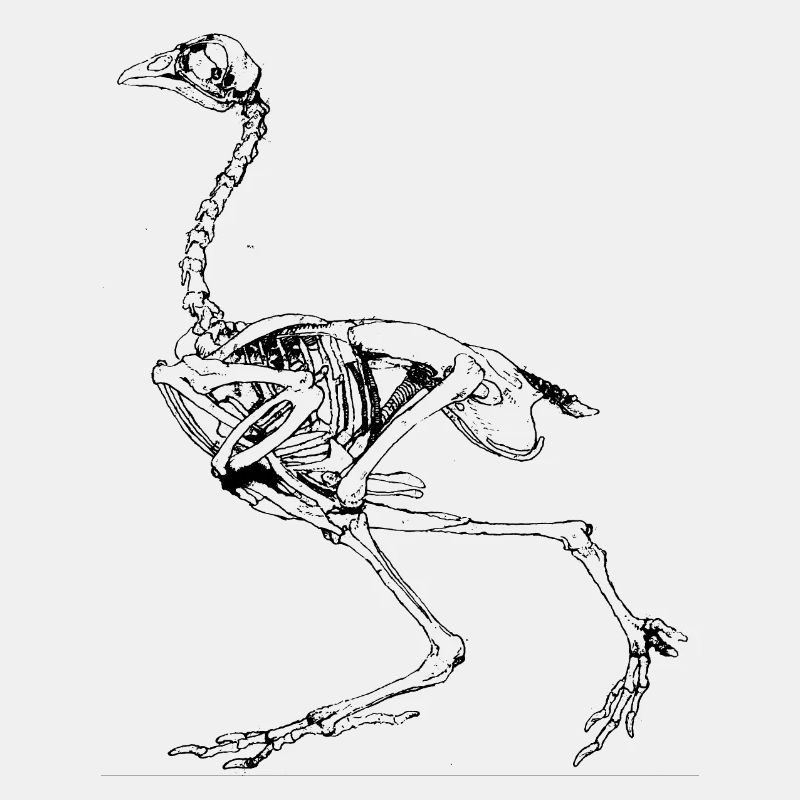 George Stubbs - Exposition anatomique comparative