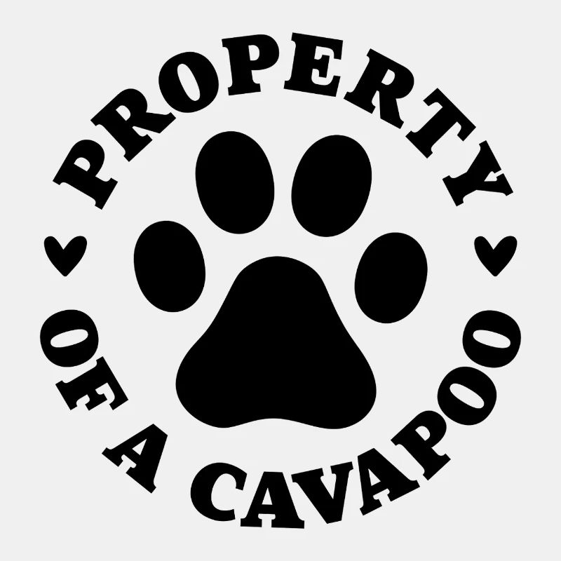 Eigentum eines Cavapoo