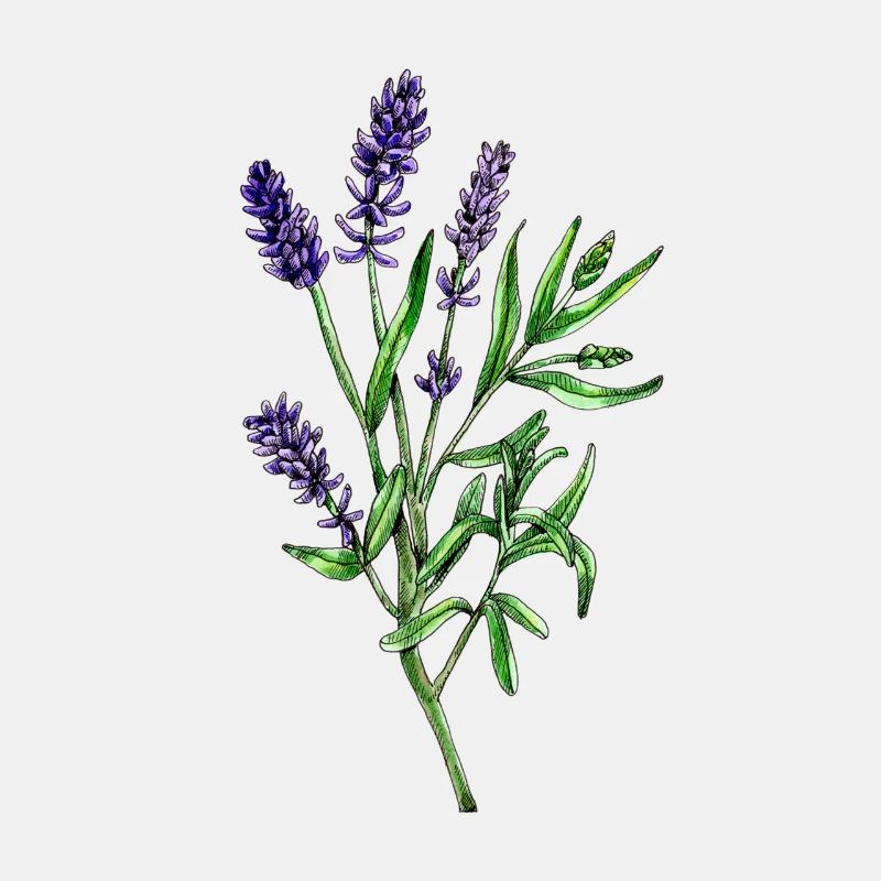 Echter Lavendel, Lavandula angustifolia