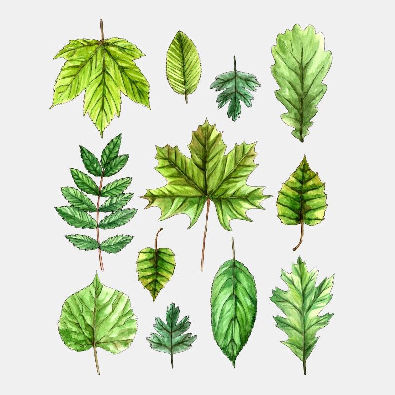 Feuilles, feuillage, feuilles d'arbres, feuillage