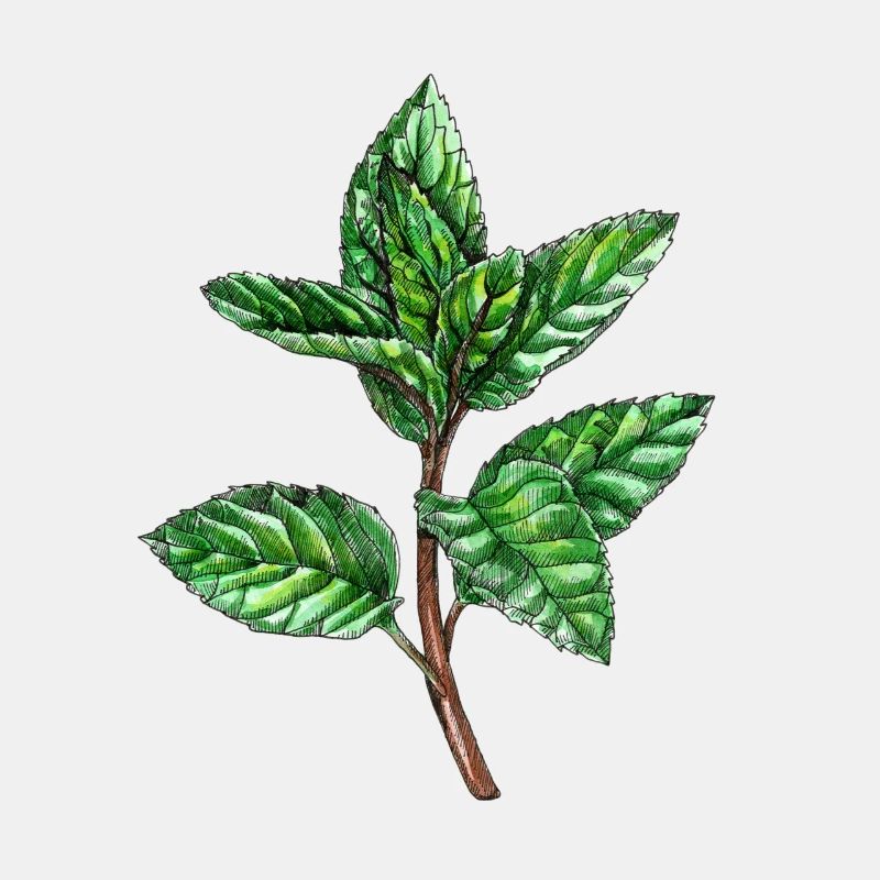 Mint, Mentha, Peppermint