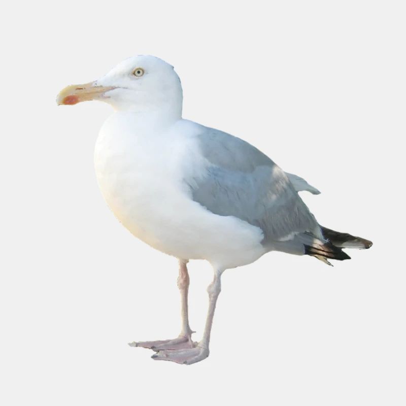 Möwe