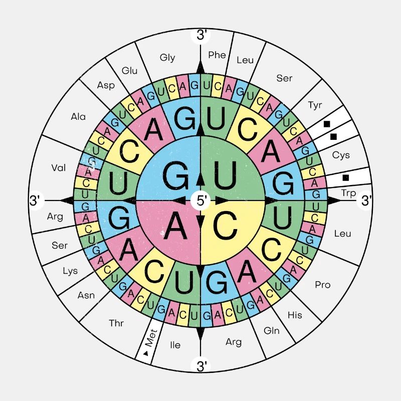 Biochimie RNA Codon Code Sun Grunge Look