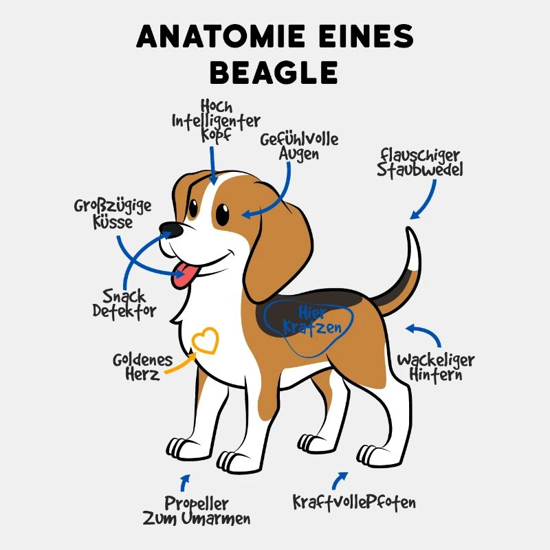 Beagle Hund Anatomie
