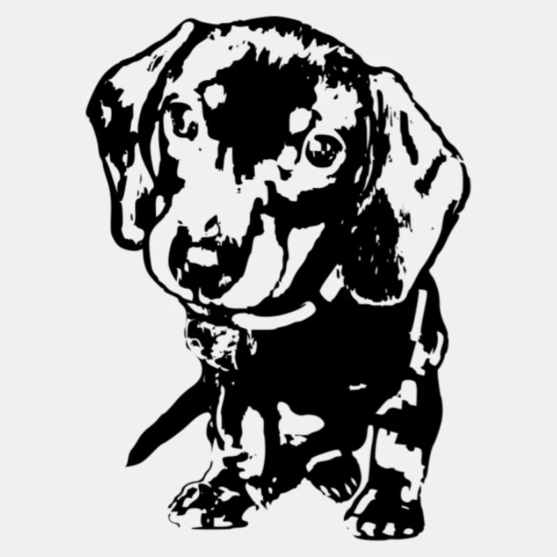 Dachshund