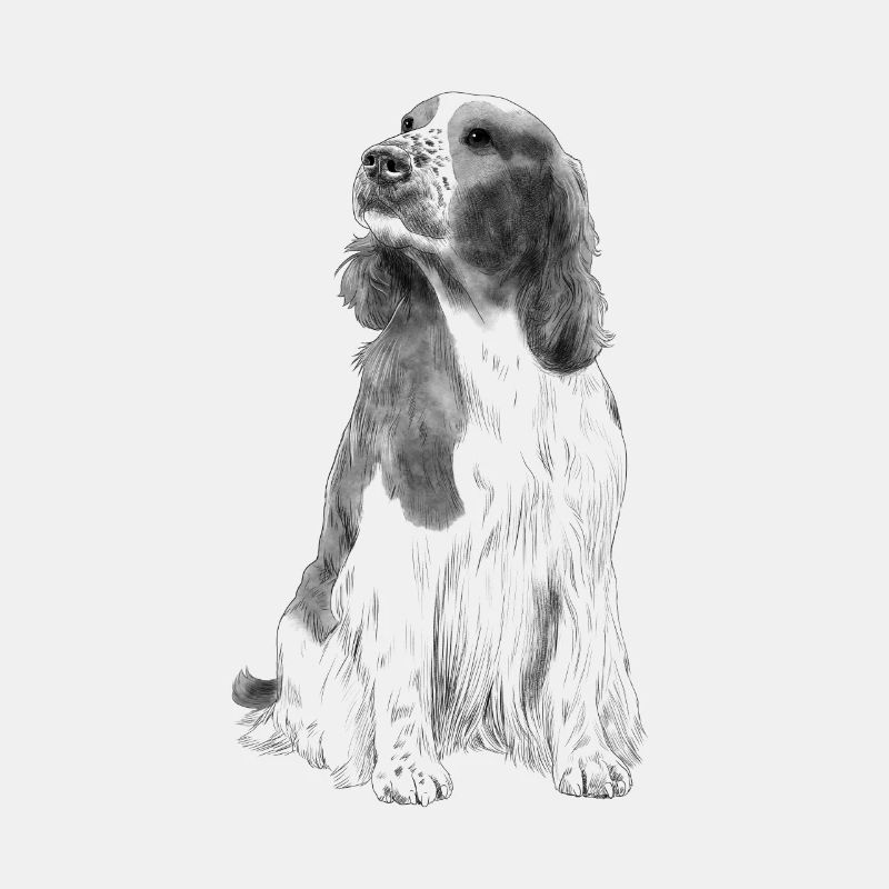 Sitzender Welsh Springer Spaniel Hund