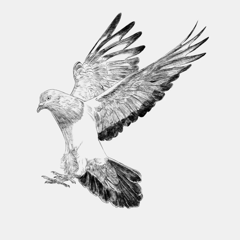 Fliegende Taube