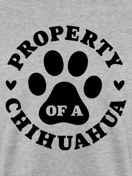 Eigentum eines Chihuahua