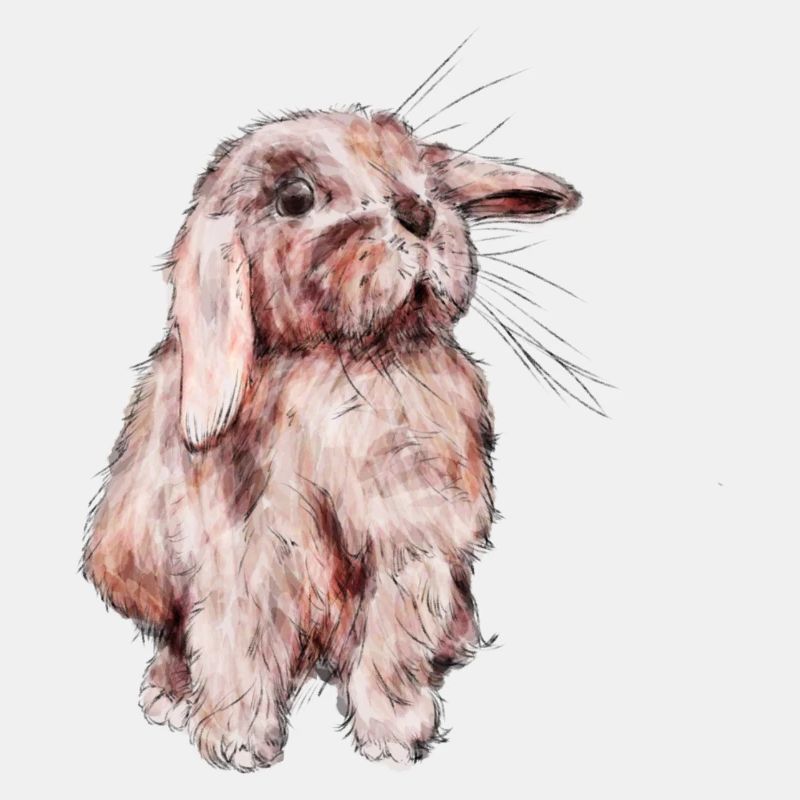 Lapin