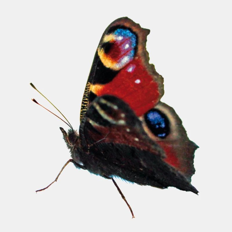 Butterfly peacock eye