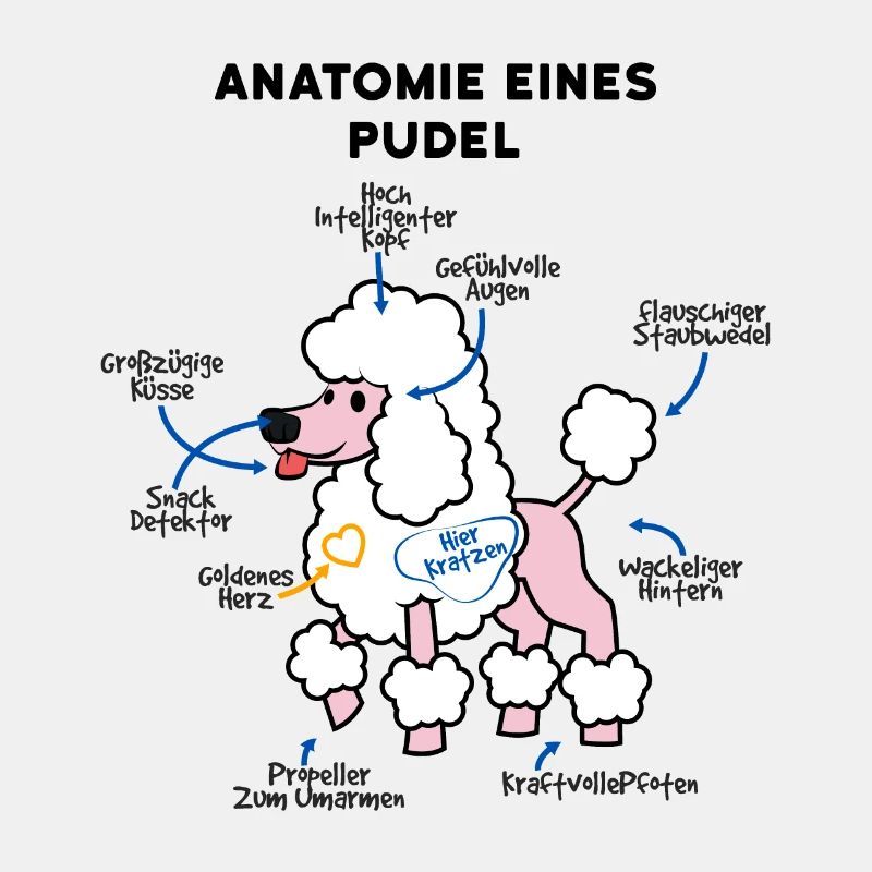 Anatomie du chien caniche