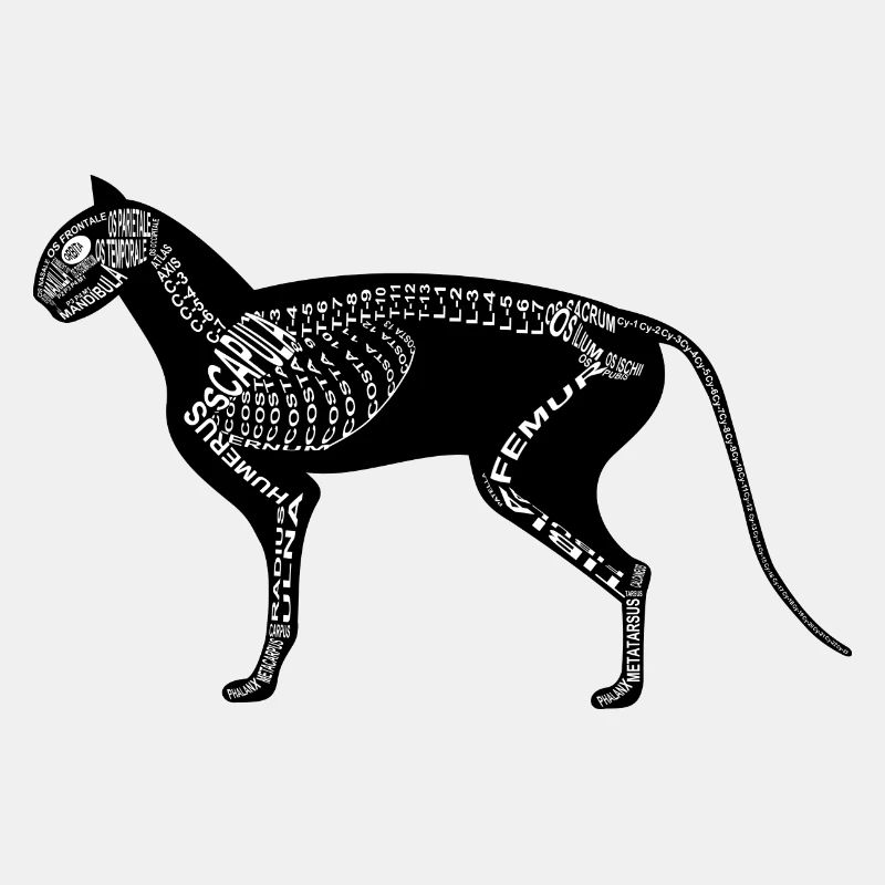 Katzen-Skelett