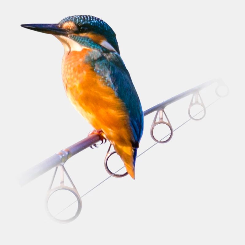 Eisvogel auf einer Angelrute