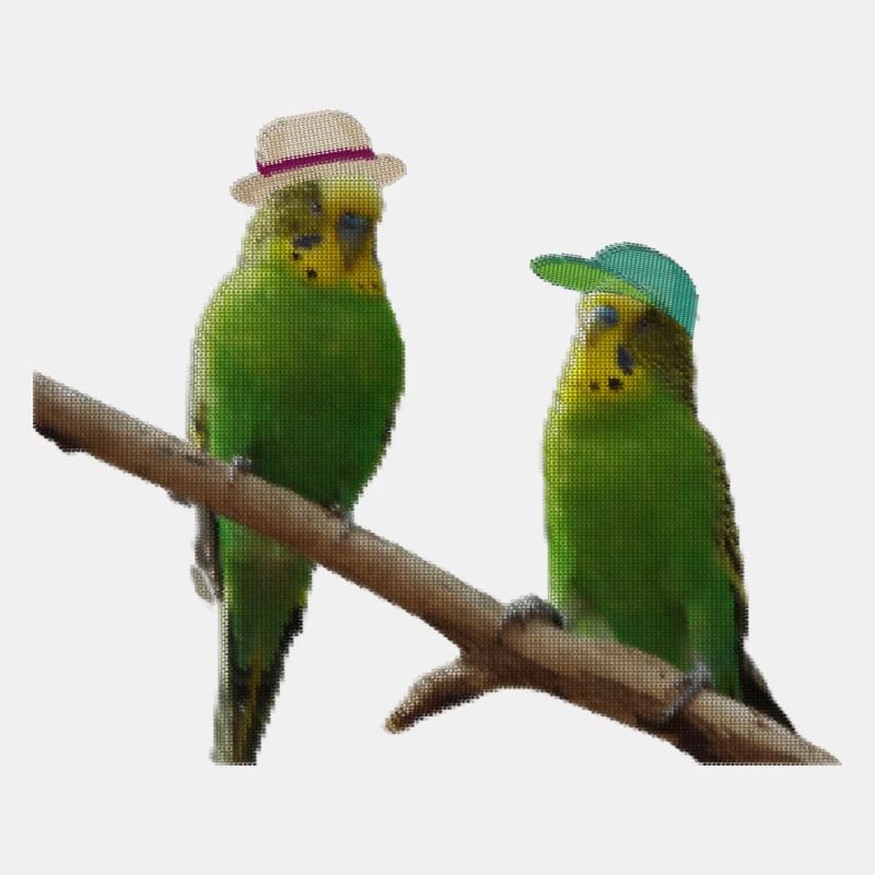 Budgerigar pixel point