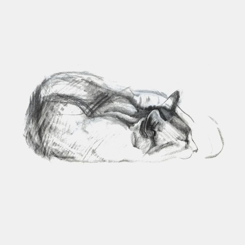 Katze schlafend