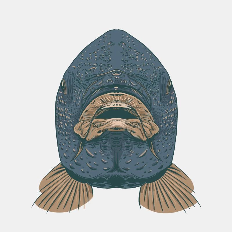 Carpes poisson bouche tête face