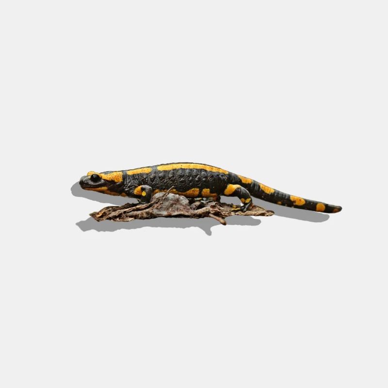Salamandre