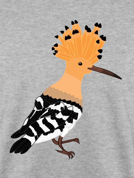 Wiedehopf Vogel, Tropenvogel