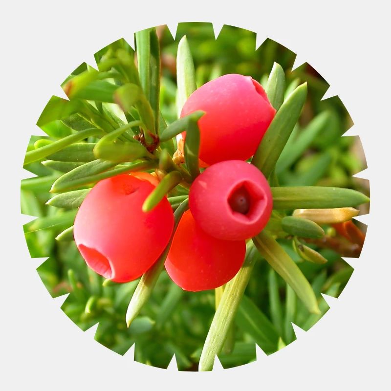 Die Eibe, ein heimischer Nadelbaum