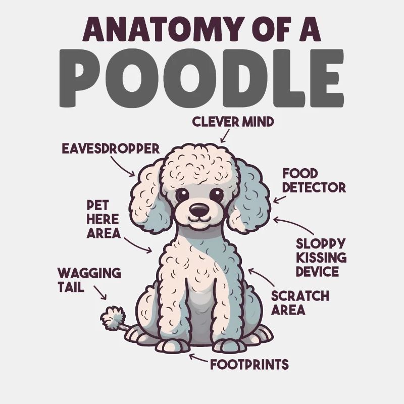 Explication du chien Anatomie d’un caniche