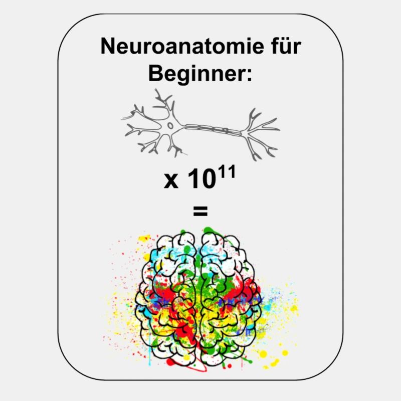 Neuroanatomie für Beginner
