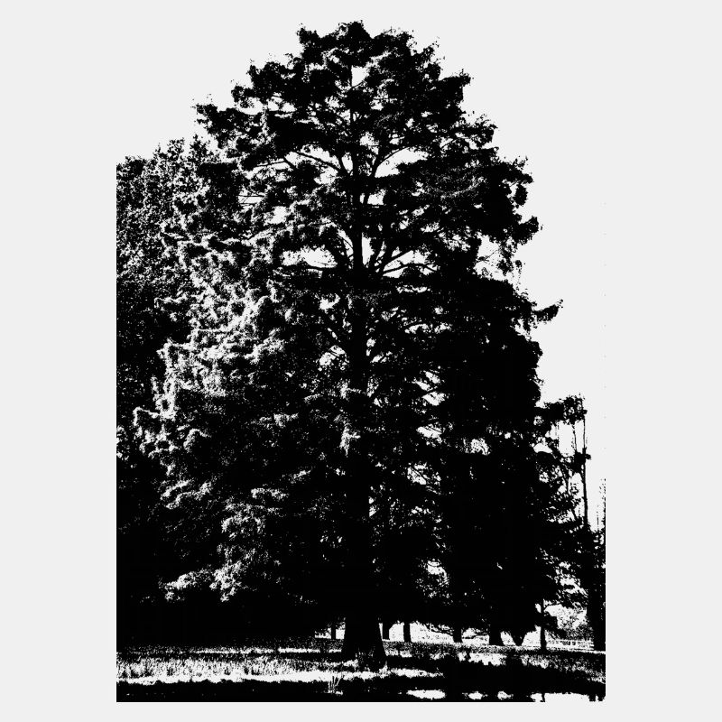 black tree