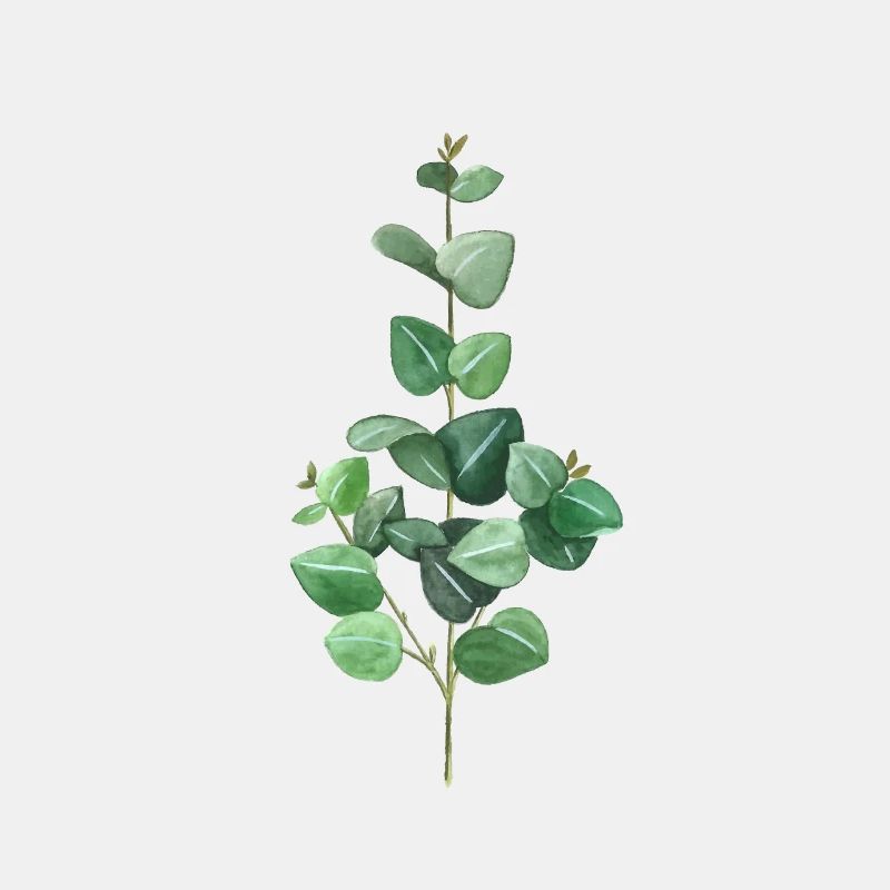 Eucalyptus vert