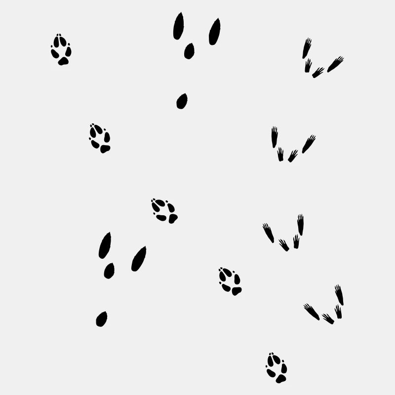 Fährte Fuchs, Hase, Eichhörnchen