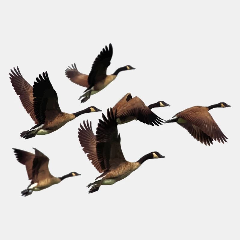 canards