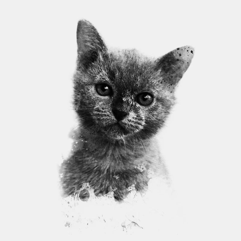 motif de chat