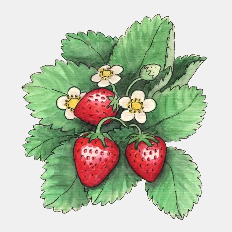 Erdbeeren