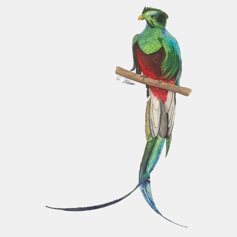 Quetzal Vogel Paradiesvogel