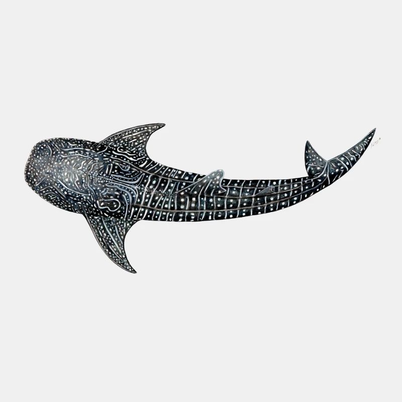 Requin baleine