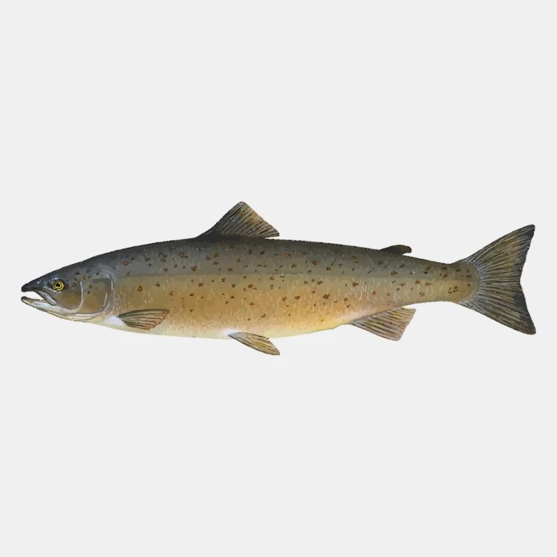 Lachs