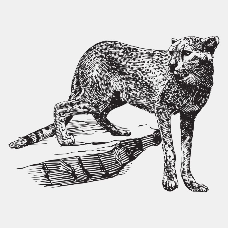 Leopard gift