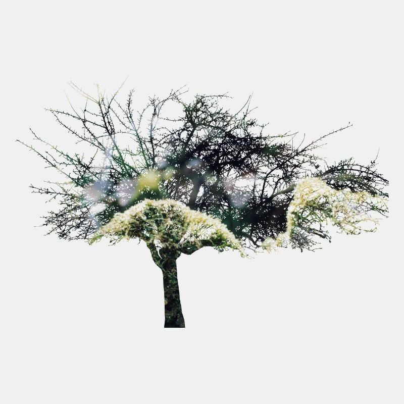 tree double exposure