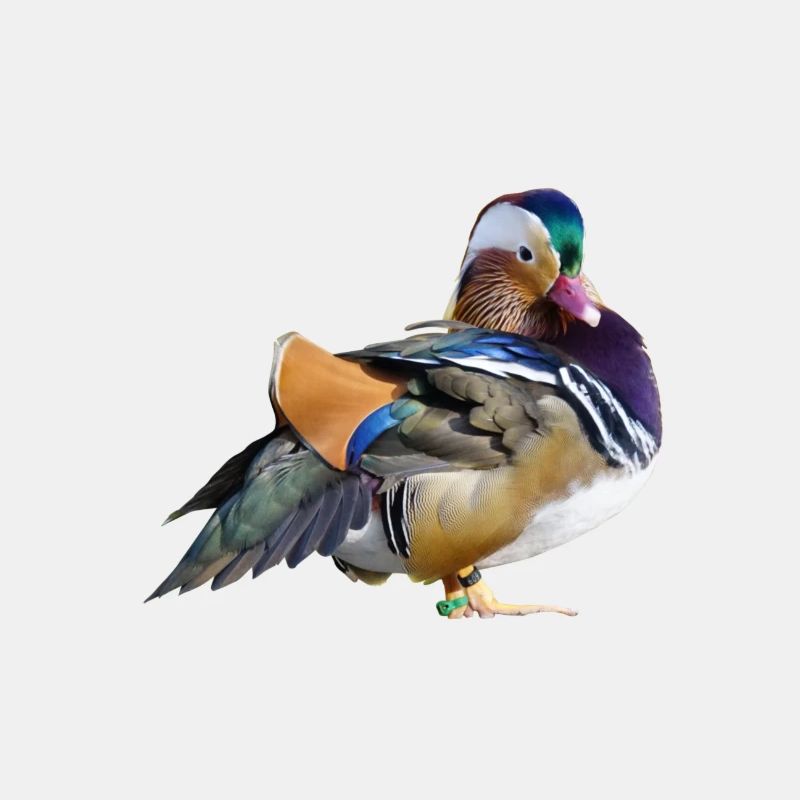 canard
