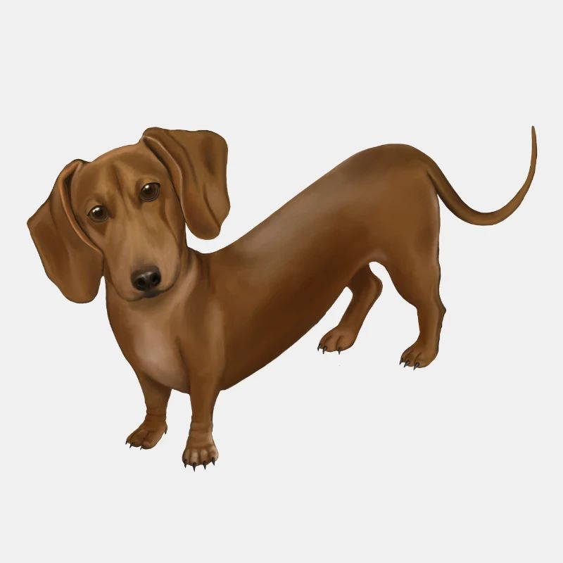 Hund - Dackel