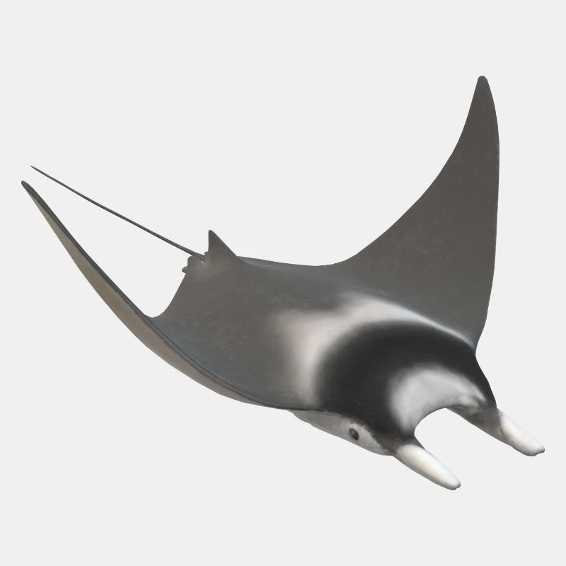 3d Stachelrochen
